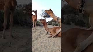 Camels in desertTharparkar vibes [upl. by Lothar]