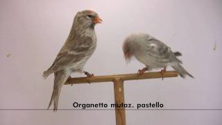 Organetto mutazione pastello  Carduelis flammea [upl. by Kassi]