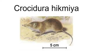 Crocidura Hikmiya [upl. by Maud]