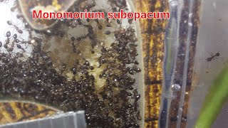 My Monomorium subopacum colony [upl. by Alistair]