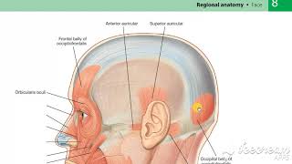 Occipito frontalis muscle [upl. by Enrobyalc]