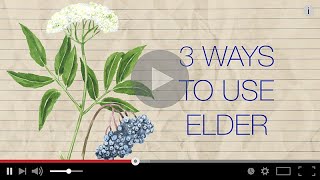 Herb Notes The Medicinal Benefits of Elderberry [upl. by Dorothi]