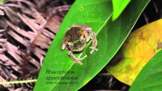 Rhacophorus appendiculatus 29Nov2015a [upl. by Ahseekal]