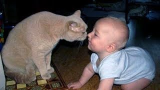 CRAZY KITTEN vs BABIES get ready for LAUGHING  FUNNY and CUTE COMPIALTION [upl. by Ahsercal]