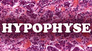 LHYPOPHYSE partie 1  HISTOLOGIE [upl. by Floro]