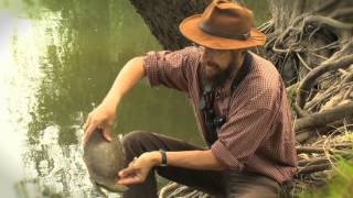 River Murray turtle release  with Dr Dave [upl. by Bradeord]