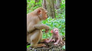 monkey my baby monkey love animals zoo art nature cute photography photooftheday fun [upl. by Lasley]