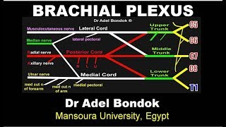 Brachial Plexus Dr Adel Bondok [upl. by Nanon]