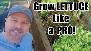 How to Grow Lettuce  Seed to Harvest  Complete Growing Guide [upl. by Hebe]