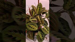 Maranta Leuconeura [upl. by Shawn]