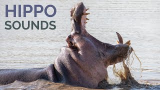 Hippo Sounds amp Calls  The sound of wild hippopotamus at night in Africa [upl. by Acir427]