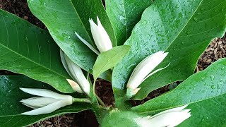 வெள்ளை செண்பக பூMichelia champaca nature flowers shorts villagelife harvest garden tamil [upl. by Asela559]