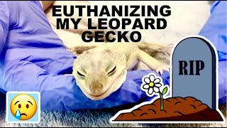 REPTILE EUTHANASIA What to Expect Whats Most Humane [upl. by Schwarz]