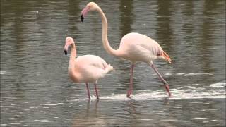 Greater flamingos mating March 2014 [upl. by Aihsel]