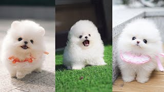 Teacup Pomeranian  Cutest Micro Pomeranian Puppies Video Compilation [upl. by Fayina407]