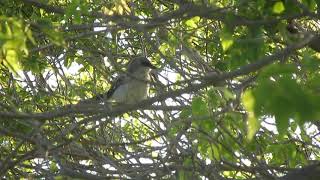 Loggerhead Shrike alarm call [upl. by Symons843]