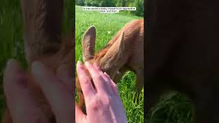 A man saved a baby moose from aggressive bear moose short [upl. by Aihsyt]