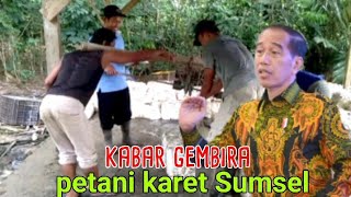 harga getah karet terbaru hari ini Sumsel [upl. by Anaek257]