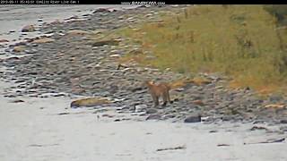 4 Cougars at the Cowlitz River [upl. by Ylhsa]