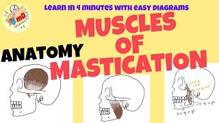 Muscles of Mastication  ANATOMY  Easy notes for exam and Viva [upl. by Kcirdorb]