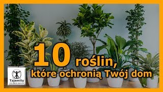 10 roślin które ochronią Twój dom [upl. by Ecitsuj]