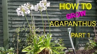 HOW TO GROW AGAPANTHUS FROM SEED PART I [upl. by Wagshul443]