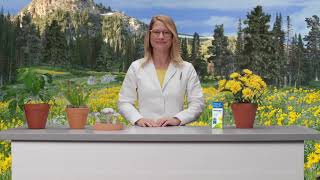 Benefits of Arnica Montana  Arnicare for Pain Relief [upl. by Einahpit]