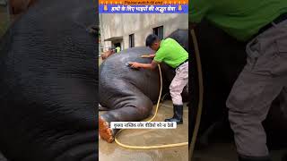 हाथी के लिए भाइयों की अद्भुत सेवा 🙏 animal animals animallover animalrescue elephant [upl. by Ancilin992]