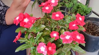 How to Grow Vinca Plant by Cutting  How to Grow Vinca  Periwinkle  Sadabahar Cuttings Easily [upl. by Libby372]