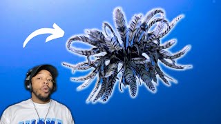 Feather Stars Aliens Live in the Deep Sea [upl. by Qifahs]