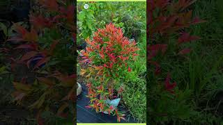 syzygium plant  plantinfo [upl. by Launame]