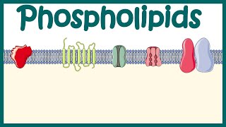 Classification of Bacteria Antibiotics  Lecture 1 [upl. by Gonsalve119]