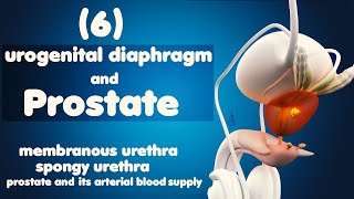 Male reproductive system part2 6  urethra  urogenital diaphragm  prostate [upl. by Atalante]