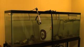 150 Gallon Aquarium Setup  Time Lapse Video [upl. by Kcire]