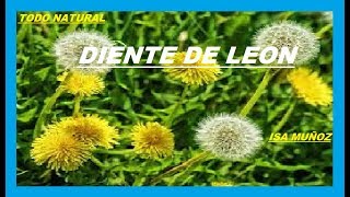 diente de león beneficios y contraindicaciones para que sirve lo bueno del diente de leon [upl. by Hannan]