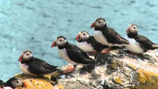 The Atlantic Puffin [upl. by Nomannic]