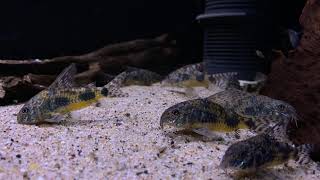 Corydoras paleatus wild bij Aquarium Speciaalzaak Utaka [upl. by Charmine]