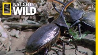 Hercules Beetle Battle  Wild Costa Rica [upl. by Enyrehtak]