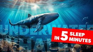 🐋 Sleep in 5 Minutes with Underwater Sounds amp Whale Songs  30 Min of Oceanic Nature Ambience 🌊💤 [upl. by Torrell]