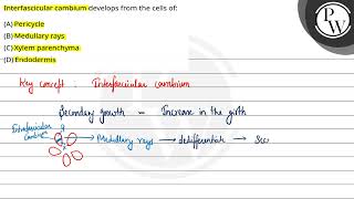 Interfascicular cambium develops from the cells of [upl. by Meade19]