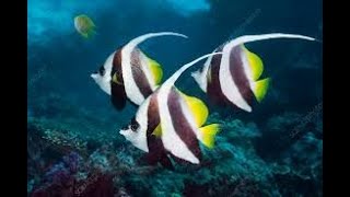 Strange Looking Longfin Bannerfish in Tunnel Aquarium in Underwater Zone Mysore HD [upl. by Adnovahs]