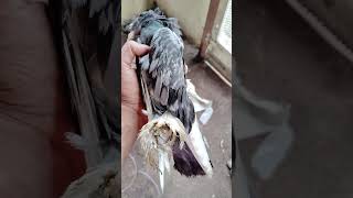 bollywood love arijitsingh pigeon pigeonpigeon bird beach kabutar music song pigeon bird [upl. by Pearl]