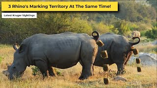 Southern White Rhino Family Marking Territory  Kruger Park Sightings [upl. by Candice822]