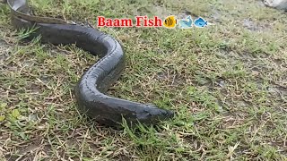 Baam Fish catch  Best Fish Catla Fish vs Baam Fish Catching  Amazing Baam Fish amp Catla Fish [upl. by Sebastian]