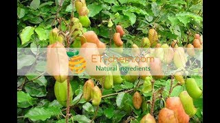 Griffonia seed extracts Griffonia simplicifolia 5HTPbenefits production 2018 [upl. by Duwe]