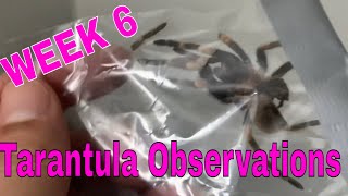 Tarantula Observations  Week 6 Redknee Molted [upl. by Allac]