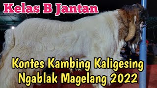 KELAS B JANTAN KONTES KAMBING KALIGESING NGABLAK MAGELANG 2022 [upl. by Ostraw]