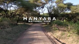 Manyara National Park Tanzania [upl. by Gnilsia]