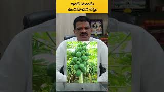 ఇంటి ముందు ఉండకూడని చెట్లు trees astrology jyothishyam subhamargam vasthu ytshorts niyamalu [upl. by Ardenia]