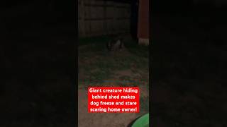 Giant Creature Hiding Behind Shed Makes Dog Freeze and Stare Scaring Home Owner 😨 [upl. by Siclari]